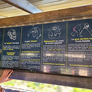 Common chimpanzee signae -Réserve Africaine de Sigean (2022)