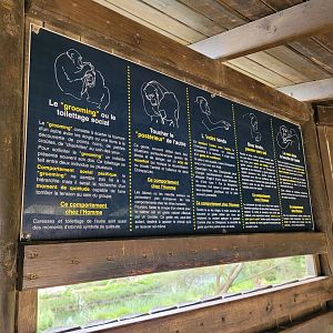 Common chimpanzee signae -Réserve Africaine de Sigean (2022)