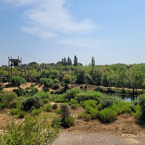 Common chimpanzee exhibit -Réserve Africaine de Sigean (2022)