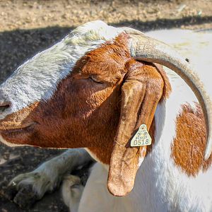 Oct. 2021 - Boer Goat (Re-Upload)