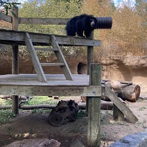 Vicky the Sloth Bear