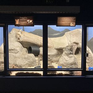 Fennec Fox Enclosure