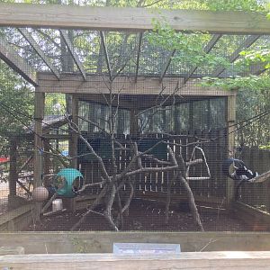 Black-and-white ruffed lemur exhibit