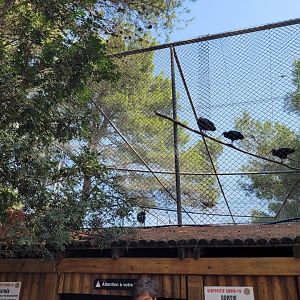 Waldrapp exhibit -Réserve Africaine de Sigean (2022)