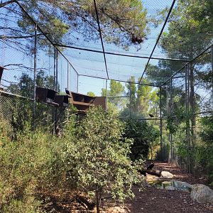 Waldrapp exhibit -Réserve Africaine de Sigean (2022)