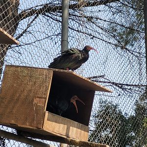 Waldrapp -Réserve Africaine de Sigean (2022)