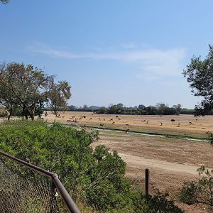 "Plaine Africaine" exhibit -Réserve Africaine de Sigean (2022)