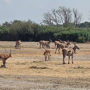Cape eland, Kafue flats lechwe and North African ostrich -Réserve Africaine de Sigean (2022)