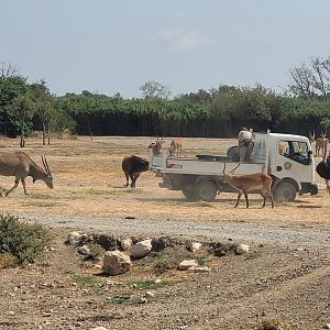 Feeding time at the "Plaine Africaine" -Réserve Africaine de Sigean (2022)