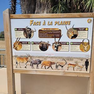 The bovids of the "Plaine Africaine" -Réserve Africaine de Sigean (2022)