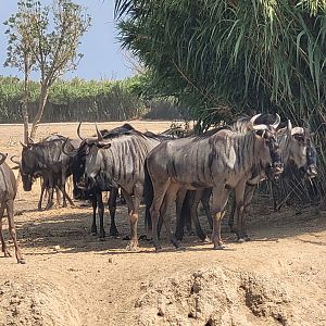 Blue wildebeest -Réserve Africaine de Sigean (2022)