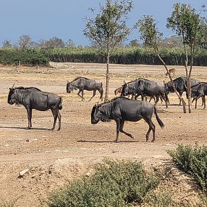 Blue wildebeest -Réserve Africaine de Sigean (2022)
