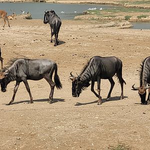 Blue wildebeest and Kafue flats lechwe -Réserve Africaine de Sigean (2022)