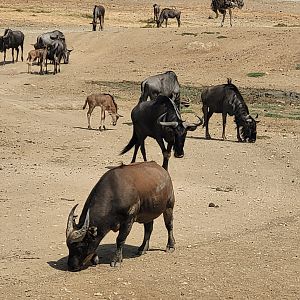 Blue wildebeest and Forest buffalo -Réserve Africaine de Sigean (2022)