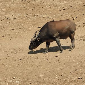 Forest buffalo -Réserve Africaine de Sigean (2022)