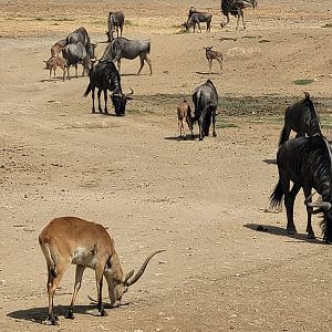 Blue wildebeest and Kafue flats lechwe -Réserve Africaine de Sigean (2022)