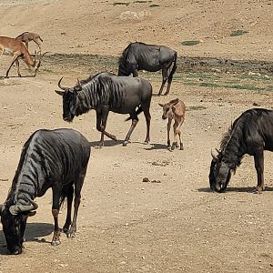 Blue wildebeest and Kafue flats lechwe -Réserve Africaine de Sigean (2022)