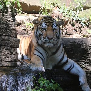 Forest Passage - Amur Tiger
