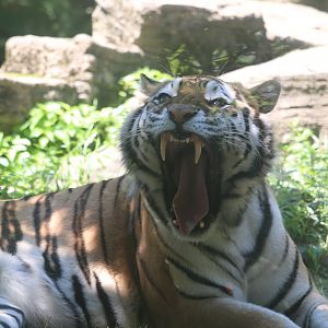 Forest Passage - Amur Tiger
