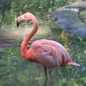 African Savanna - Caribbean Flamingo