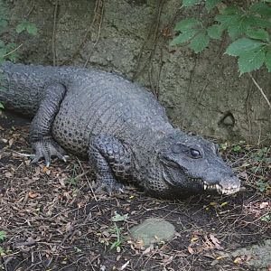 African Savanna - Dwarf Crocodile