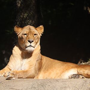 African Savanna - African Lion