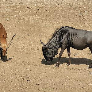 Blue wildebeest and Kafue flats lechwe -Réserve Africaine de Sigean (2022)