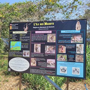 Barbary macaque sign -Réserve Africaine de Sigean (2022)