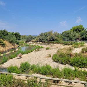 Common emu exhibit -Réserve Africaine de Sigean (2022)