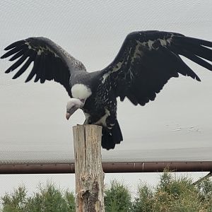 Rueppell's griffon vulture -Réserve Africaine de Sigean (2022)