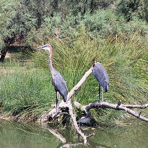 Goliath heron -Réserve Africaine de Sigean (2022)