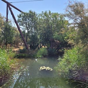Aviary view -Réserve Africaine de Sigean (2022)