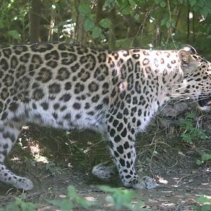 African Savanna - Amur Leopard