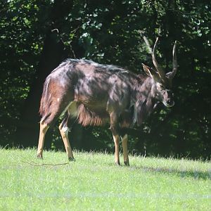 African Savanna - Lowland Nyala