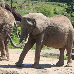 African Savanna - African Elephant