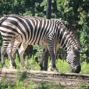 African Savanna - Grant's Zebra