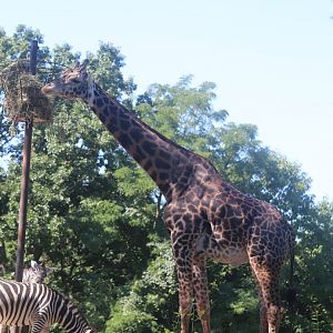 African Savanna - Masai Giraffe - Grant's Zebra