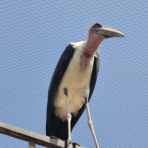 Marabou -Réserve Africaine de Sigean (2022)