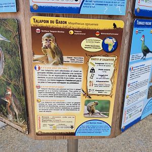 Northern talapoin sign -Réserve Africaine de Sigean (2022)