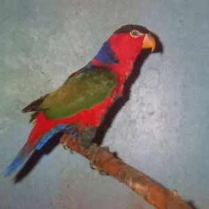 Black-capped lory