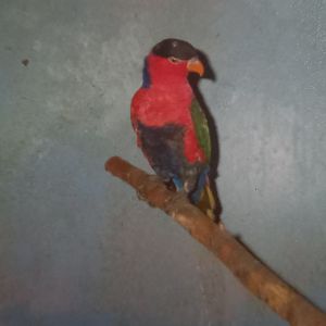 Black-capped lory