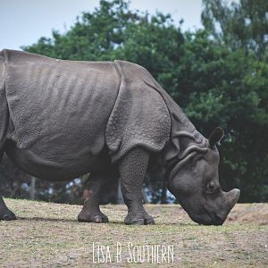 Indian Rhino