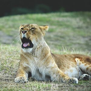 African Lioness