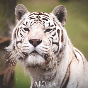 White Bengal Tiger