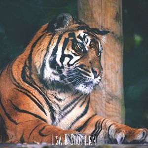 Sumatran Tiger