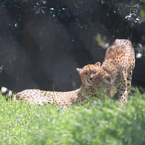 African Savanna - Cheetah
