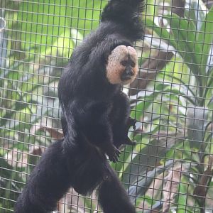 Tropical Forest - White-Faced Saki