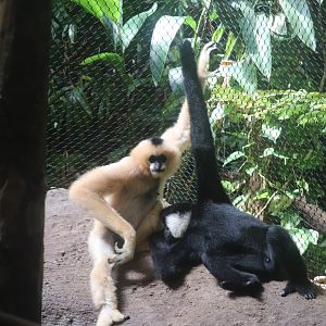 Tropical Forest - White-Cheeked Gibbon