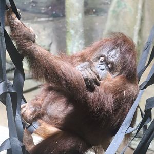 Tropical Forest - Orangutan