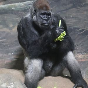 Tropical Forest - Western Lowland Gorilla